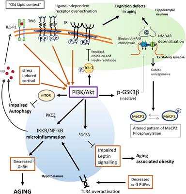 Plasma membrane and brain dysfunction of the old: Do we age from our membranes?